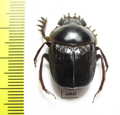 Scarabaeus sp.  South Africa Rep. - INSECTS-STORE.RU