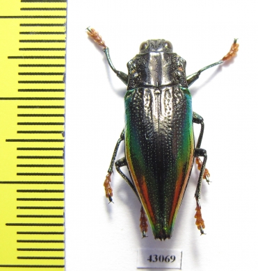 Cyphogastra rolleyi  Indonesia, Moa isl. - INSECTS-STORE.RU