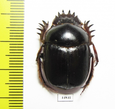 Scarabaeus sp.  South Africa Rep. - INSECTS-STORE.RU