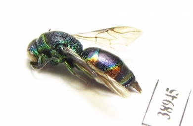 Chrysididae sp.  Russia, Tver reg. - INSECTS-STORE.RU