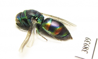 Chrysididae sp.  Russia, Tver reg. - INSECTS-STORE.RU