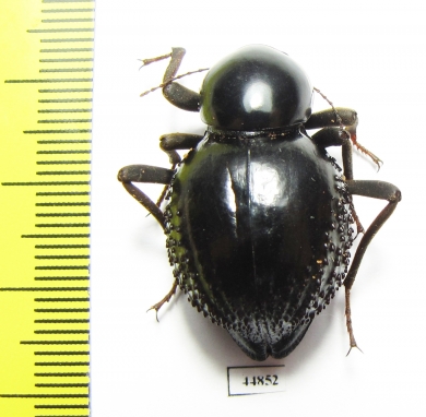 Psammodes sp.  South Africa Rep. - INSECTS-STORE.RU