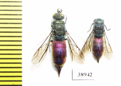 Chrysididae sp.  Russia, Tver reg. - INSECTS-STORE.RU