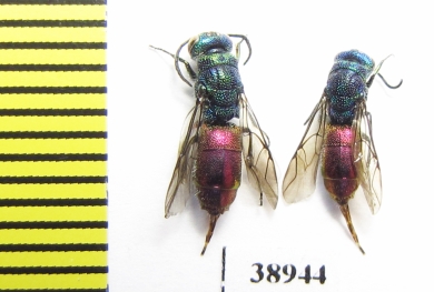 Chrysididae sp.  Russia, Tver reg. - INSECTS-STORE.RU