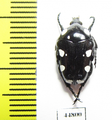 Mausoleopsis amabilis  South Africa Rep. - INSECTS-STORE.RU