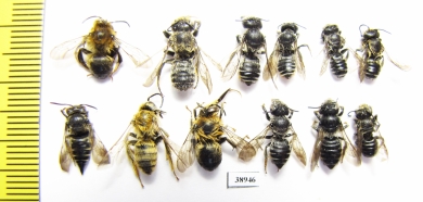 Hymenoptera sp.  Russia, Tver reg. - INSECTS-STORE.RU