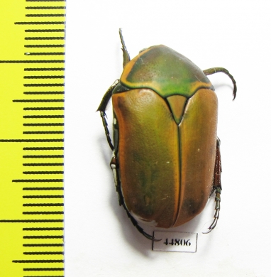 Dischista cincta  South Africa Rep. - INSECTS-STORE.RU