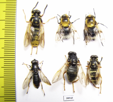 Diptera sp.  Russia, Tver reg. - INSECTS-STORE.RU