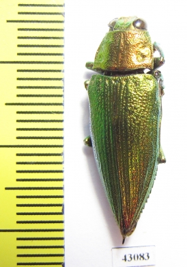 Chrysodema subrevisa  Indonesia, Sumba isl. - INSECTS-STORE.RU