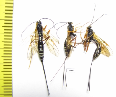 Ichneumonoidea sp.  Russia, Tver reg. - INSECTS-STORE.RU