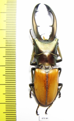 Cyclommatus montanellus  Malaysia, Borneo  58mm - INSECTS-STORE.RU