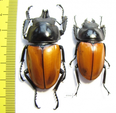Neolucanus nitidus robustus, pair  Vietnam 48mm - INSECTS-STORE.RU
