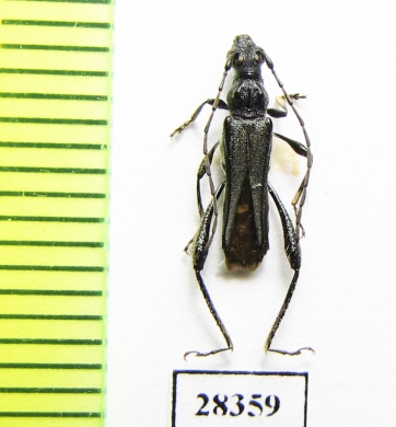 Callimoxys gracilis  Iran, Mazandaran prov. - INSECTS-STORE.RU