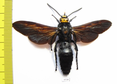 Megascolia sp.  Indonesia, Sumatra - INSECTS-STORE.RU