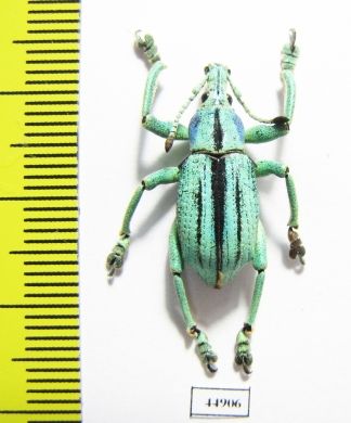 Eupholus cuvieri  Indonesia, Papua - INSECTS-STORE.RU