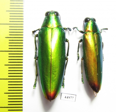Chrysochroa fulminans, pair  Indonesia, Sumatra - INSECTS-STORE.RU