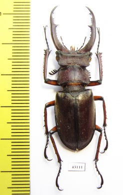 Lucanus kraatzi giangae  Vietnam 47mm - INSECTS-STORE.RU