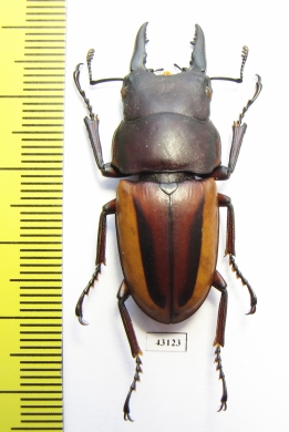 Prosopocoilus lateralis lorquini  Indonesia, Sulawesi 42mm - INSECTS-STORE.RU