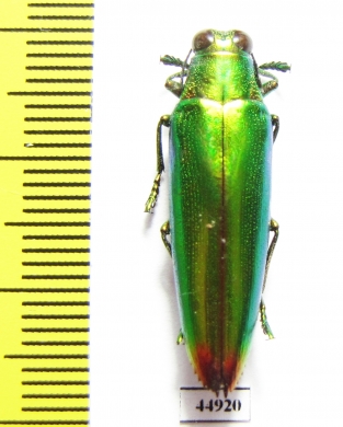 Chrysochroa fulminans  Indonesia, Sumatra - INSECTS-STORE.RU