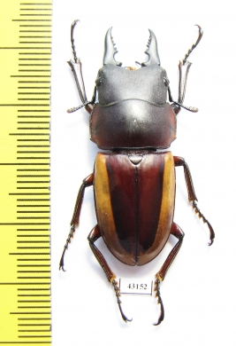 Prosopocoilus lateralis lorquini  Indonesia, Sulawesi 41mm - INSECTS-STORE.RU