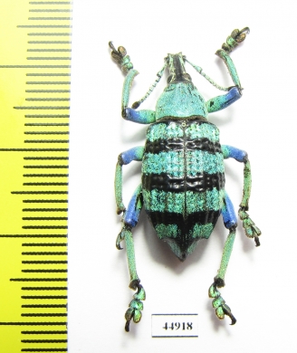 Eupholus schoenherri  Indonesia, Papua - INSECTS-STORE.RU