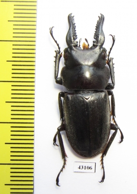 Prosopocoilus forceps  Indonesia, Sumatra - INSECTS-STORE.RU