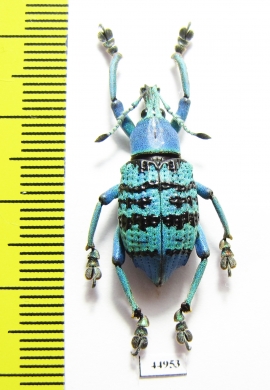 Eupholus geoffroyi  Indonesia, Papua - INSECTS-STORE.RU