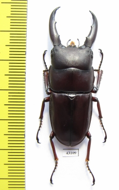 Dorcus saiga  Indonesia, Buru isl.  47mm - INSECTS-STORE.RU