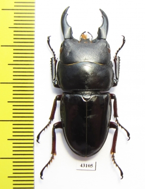 Dorcus detanii  Indonesia, Taliabu isl.  41mm - INSECTS-STORE.RU