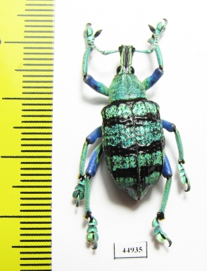 Eupholus schoenherri  Indonesia, Papua - INSECTS-STORE.RU