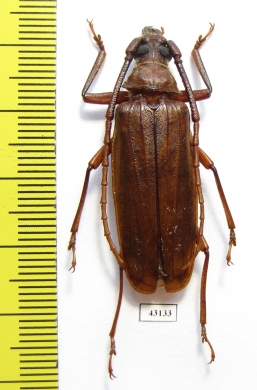 Aegosoma cuneicornis  Laos 40mm - INSECTS-STORE.RU