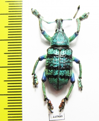 Eupholus schoenherri  Indonesia, Papua - INSECTS-STORE.RU