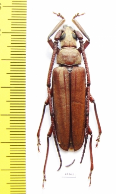 Aegosoma george  Laos 47mm - INSECTS-STORE.RU