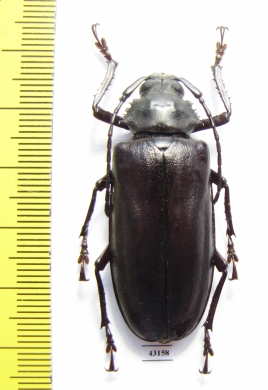 Rhaphipodus bonni  Indonesia, Java 45mm - INSECTS-STORE.RU