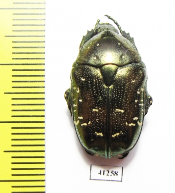 Protaetia orientalis submarmorea  China - INSECTS-STORE.RU