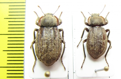 Asida almeriana, pair  Spain - INSECTS-STORE.RU