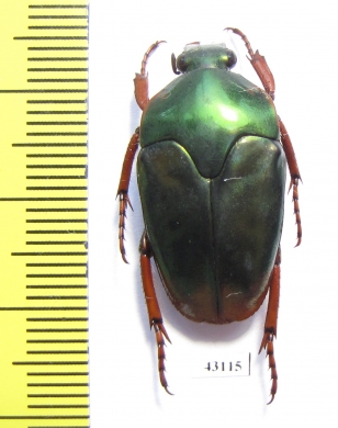 Lomaptera sp.  Indonesia, Wallir isl. - INSECTS-STORE.RU