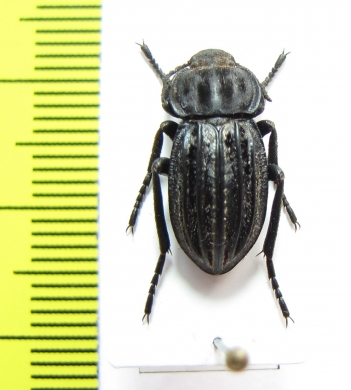 Alphasida becerrae  Spain - INSECTS-STORE.RU