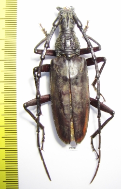 Hoplocerambyx sp.  Thailand - INSECTS-STORE.RU