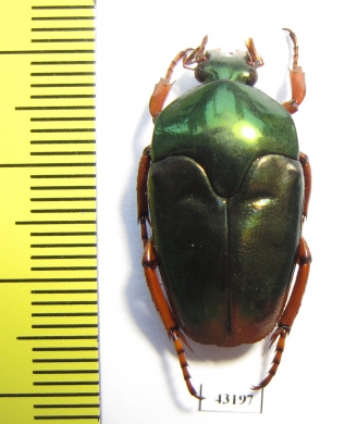 Lomaptera sp.  Indonesia, Wallir isl. - INSECTS-STORE.RU