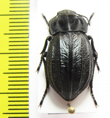 Alphasida lopezi  Spain - INSECTS-STORE.RU