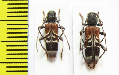 Anaglyptus mysticus, pair  Czech Rep. - INSECTS-STORE.RU