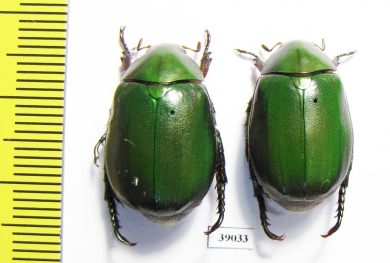 Rutelinae sp.  Malaysia - INSECTS-STORE.RU