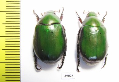 Rutelinae sp.  Malaysia - INSECTS-STORE.RU