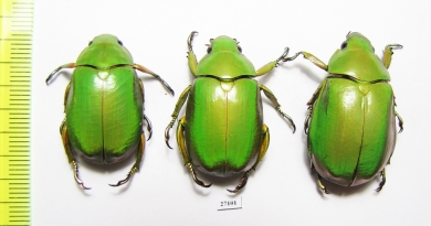 Chrysina karshi, pair  Honduras - INSECTS-STORE.RU