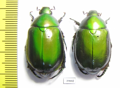 Rutelinae sp.  Thailand - INSECTS-STORE.RU