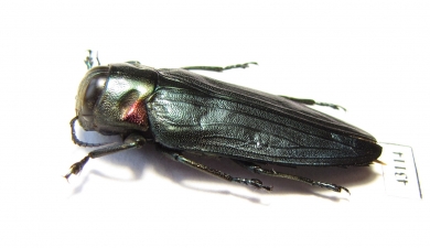 Belionota prasina  Indonesia, Seram isl. - INSECTS-STORE.RU