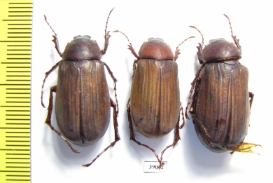 Melolonthinae sp.  Malaysia - INSECTS-STORE.RU