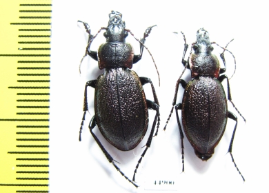 Carabus (Megodontus) leachi leachi, pair  Kazakhstan - INSECTS-STORE.RU