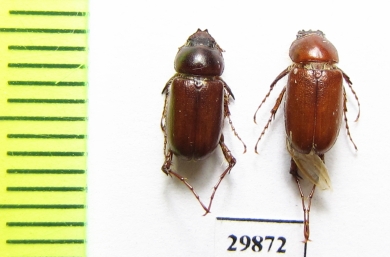 Schizonycha fuscescens  Iran, Hormozgan prov. - INSECTS-STORE.RU